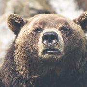 bear 180x180 - Lorem ipsum